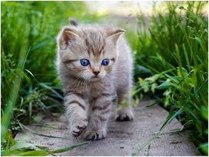 吃瓜娱乐酱猫,揭秘娱乐圈那些不为人知的幕后故事