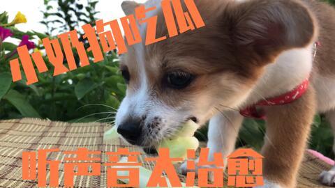 娱乐吃瓜君奶狗,娱乐吃瓜君的甜蜜瓜田之旅