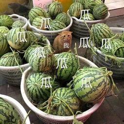 吃瓜娱乐处,吃瓜群众眼中的明星生活