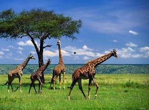 娱乐吃瓜君长颈鹿,娱乐吃瓜君的趣味解读